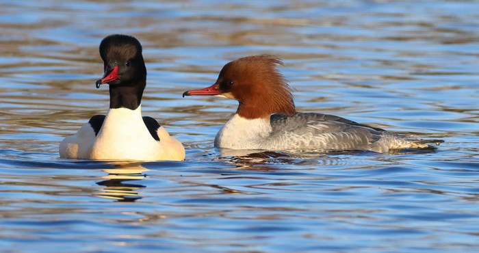 Goosander
