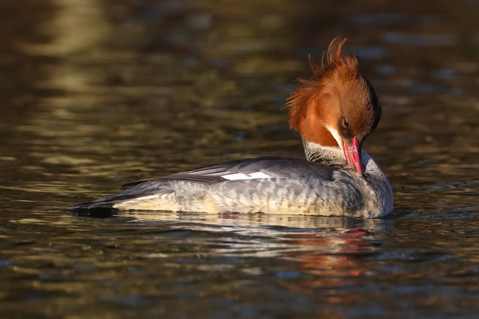 Goosander