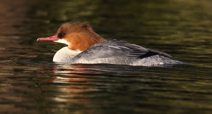 Goosander