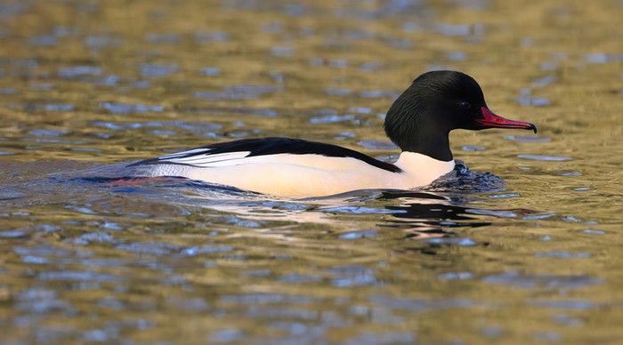 Goosander