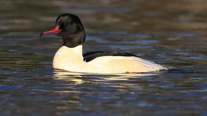 Goosander