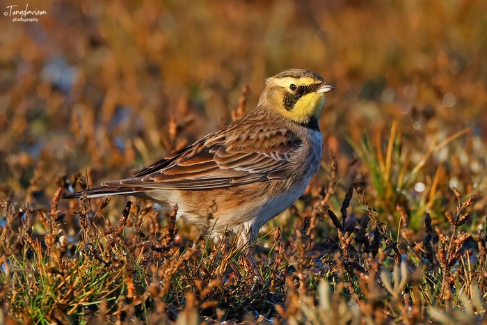Shorelark 