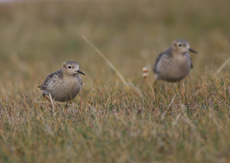 Buff-breasted Sandpiper