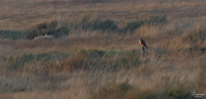 Pallid Harrier