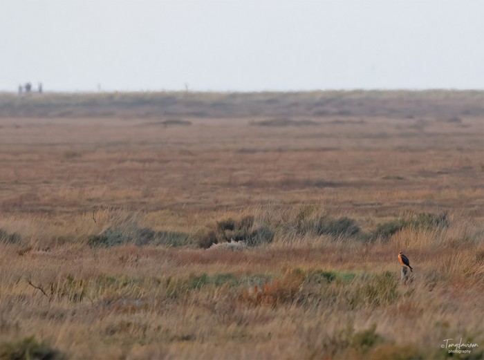 Pallid Harrier