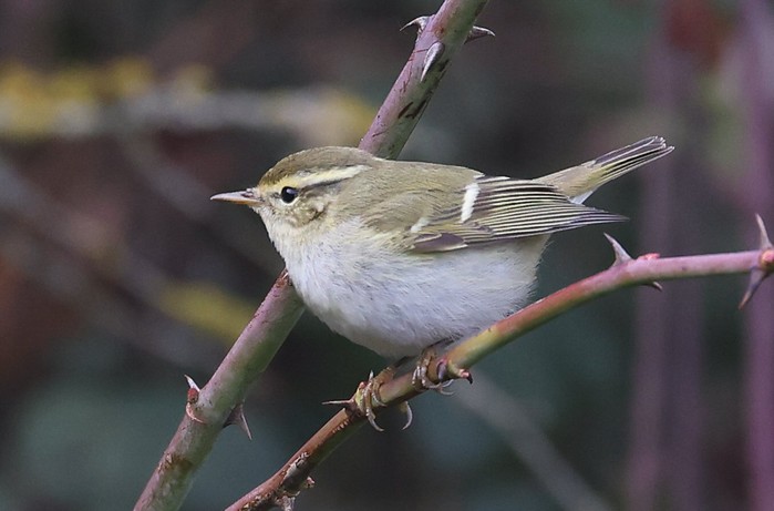 Yellow-browed Warbler