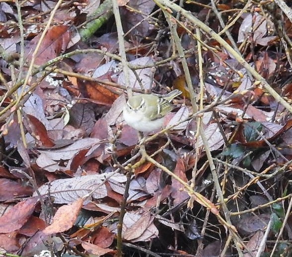 Yellow-browed Warbler