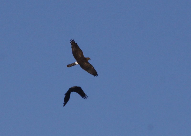 Hen Harrier