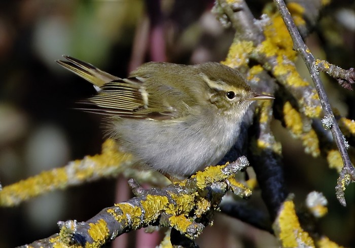 Yellow-browed Warbler