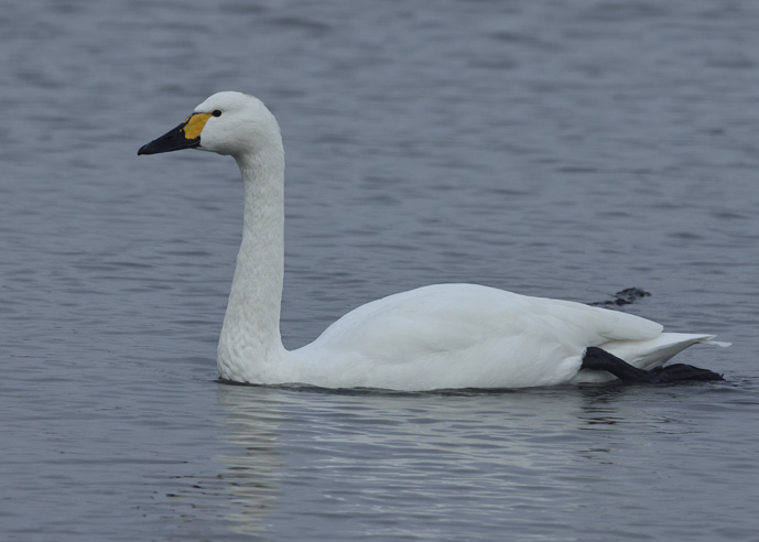 Bewick's Swan