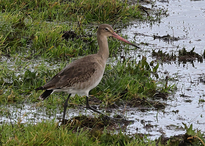 Black-tailed Godwit