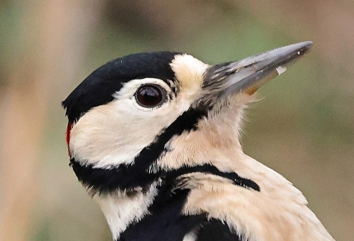 Great Spotted Woodpecker
