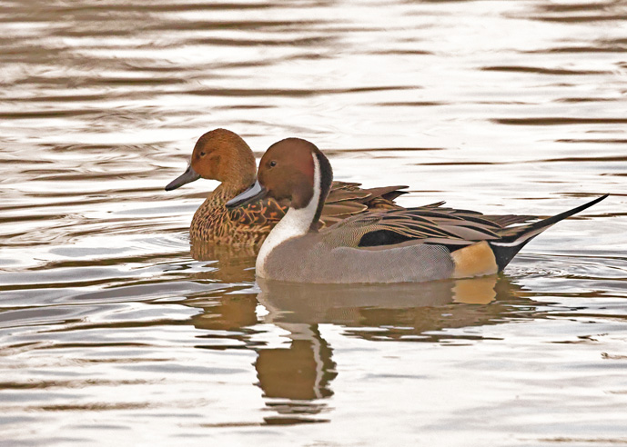 Pintail