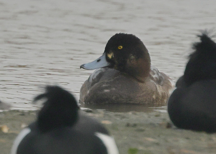 Scaup