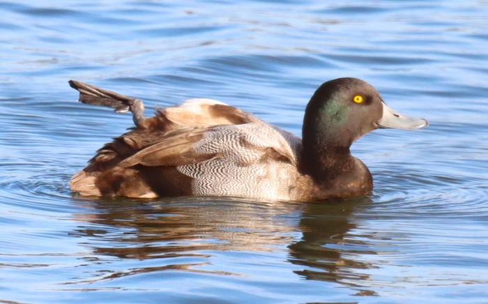 Scaup