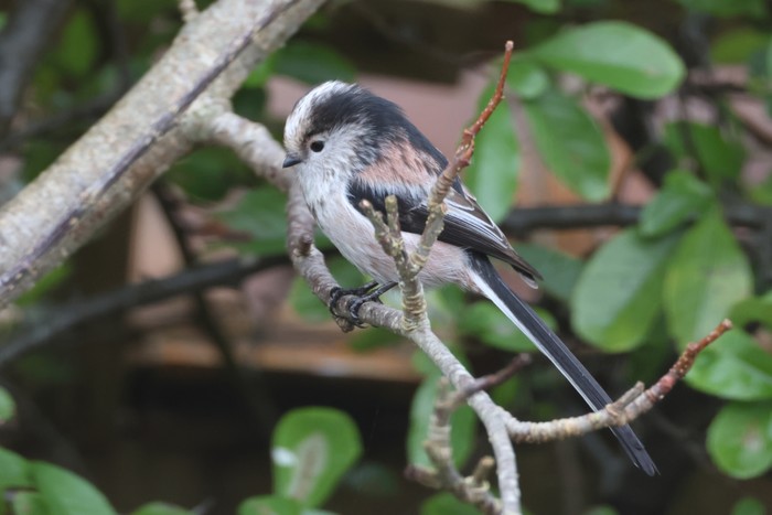 Long-tailed Tit