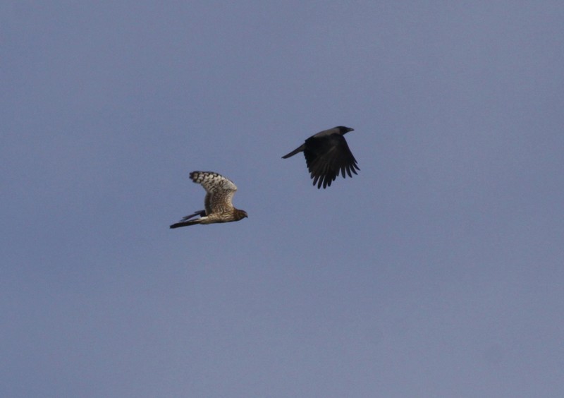 Hen Harrier