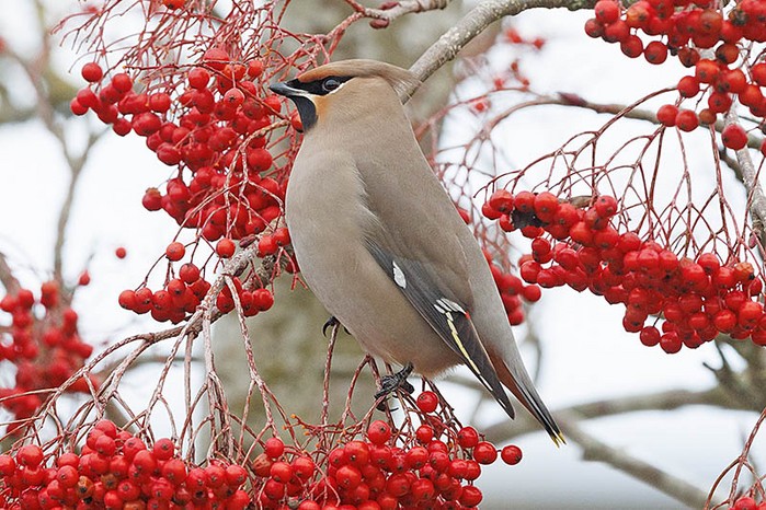 Waxwing