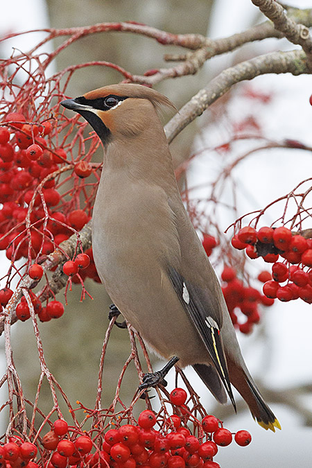 Waxwing