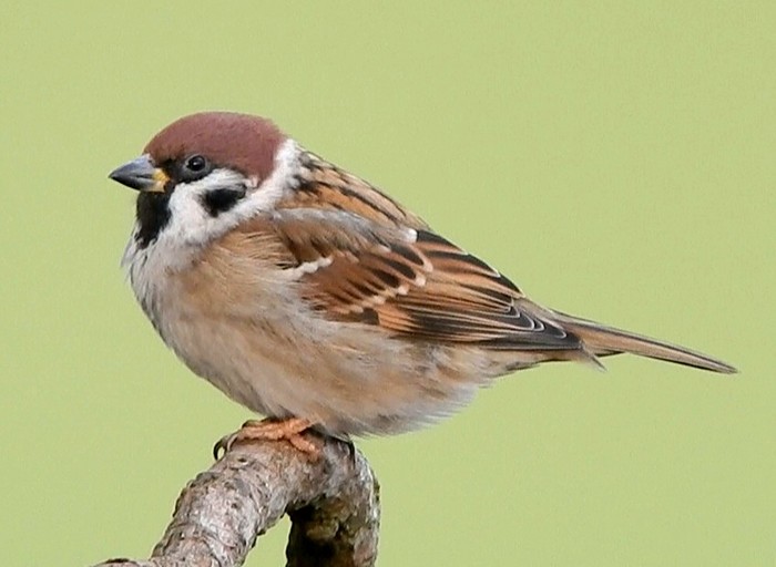 Tree Sparrow