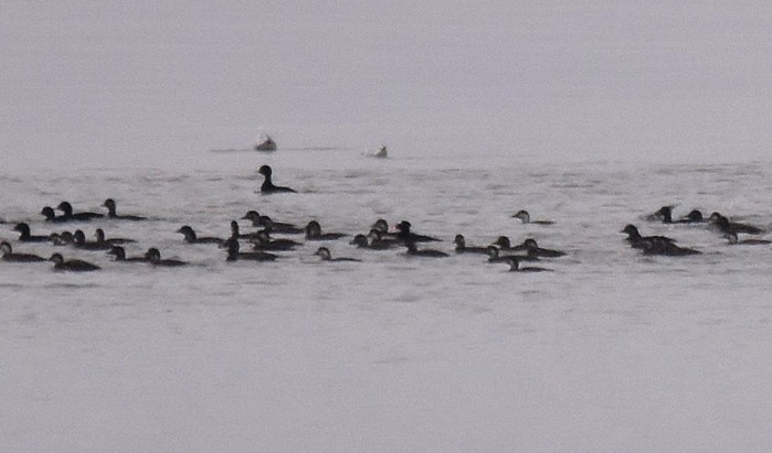 Surf Scoter