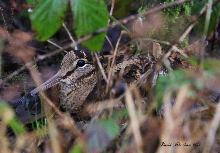 Woodcock 