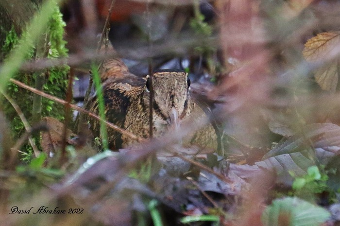 Woodcock 