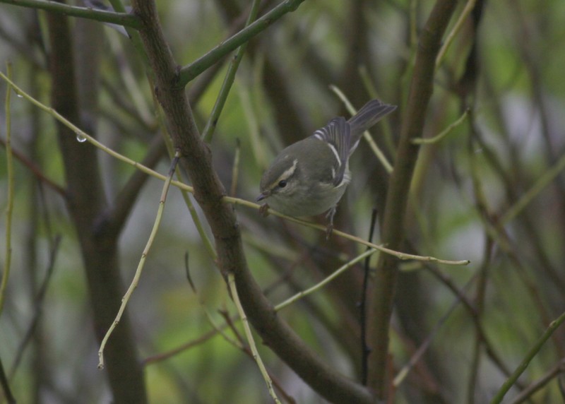 Yellow-browed Warbler