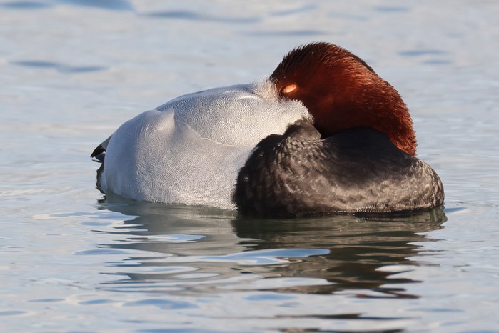 Pochard