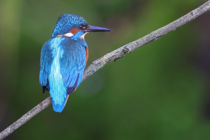 Kingfisher