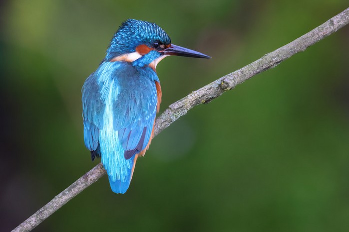 Kingfisher