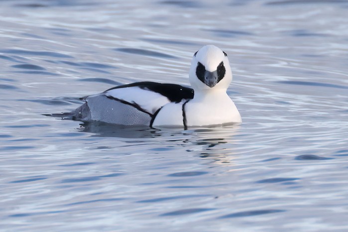 Smew
