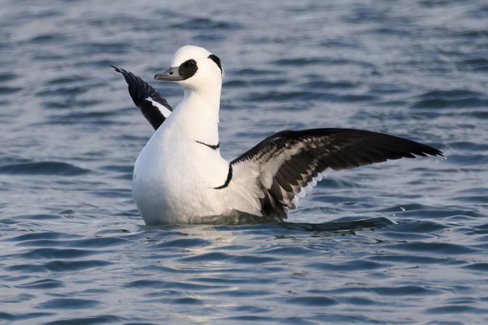 Smew