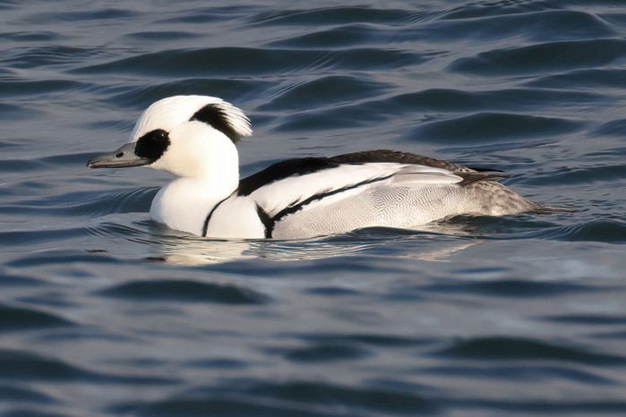 Smew