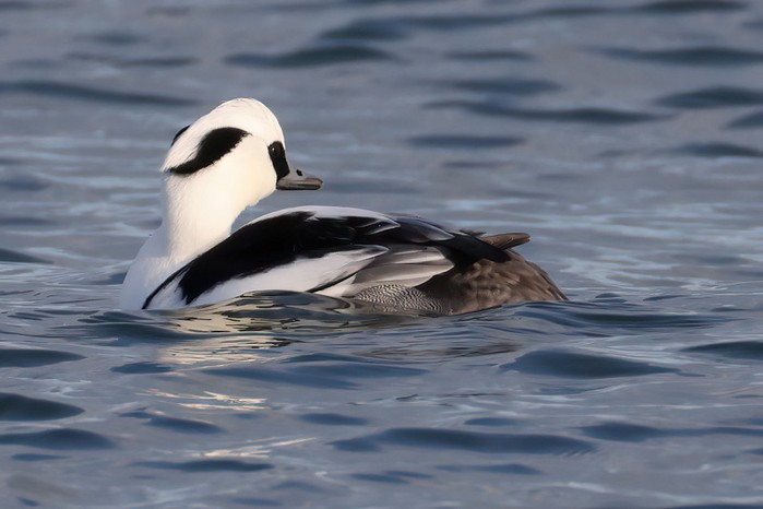 Smew