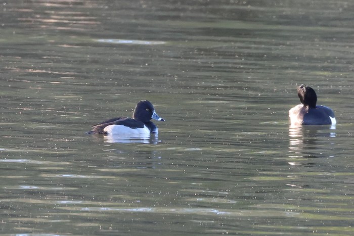 Ring-necked Duck