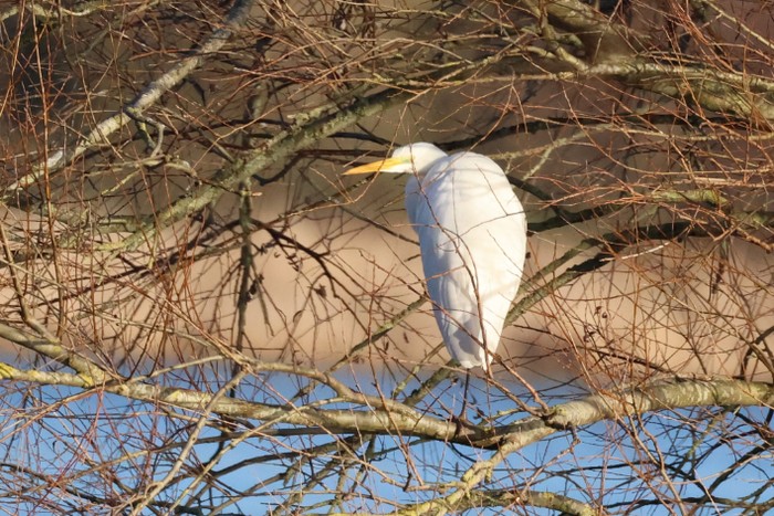 Great White Egret