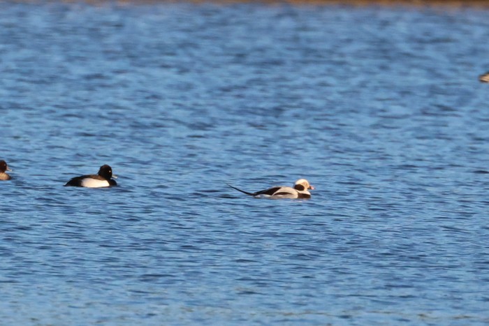 Long-tailed Duck