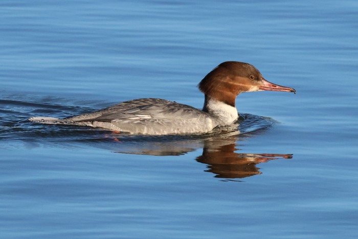 Goosander