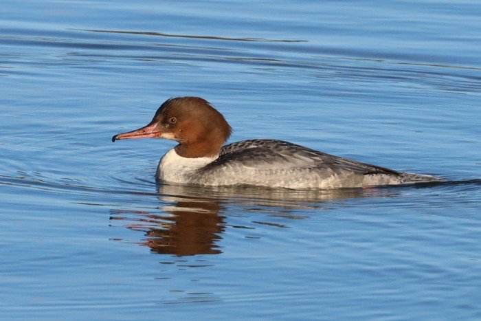 Goosander