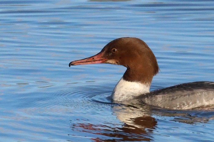 Goosander