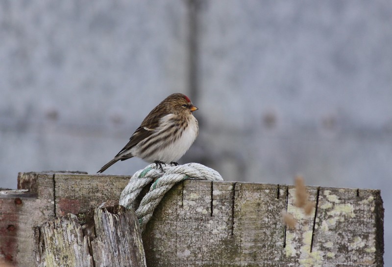Greenland Redpoll