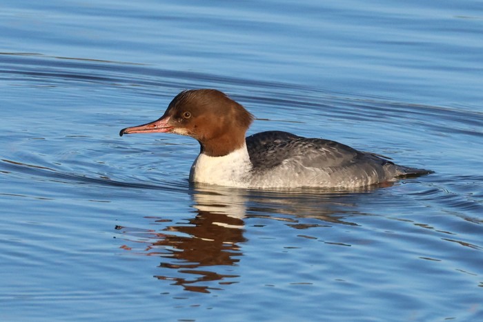Goosander
