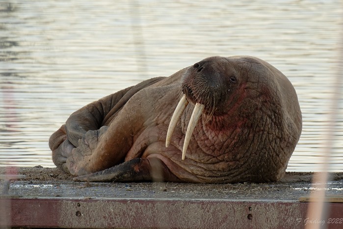 Walrus