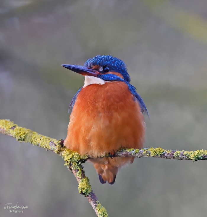 Kingfisher