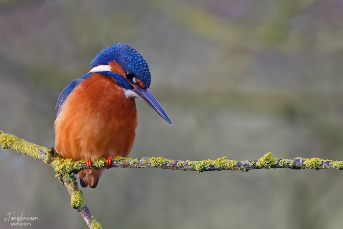 Kingfisher