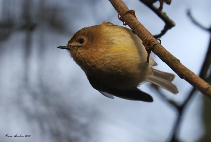 Goldcrest 