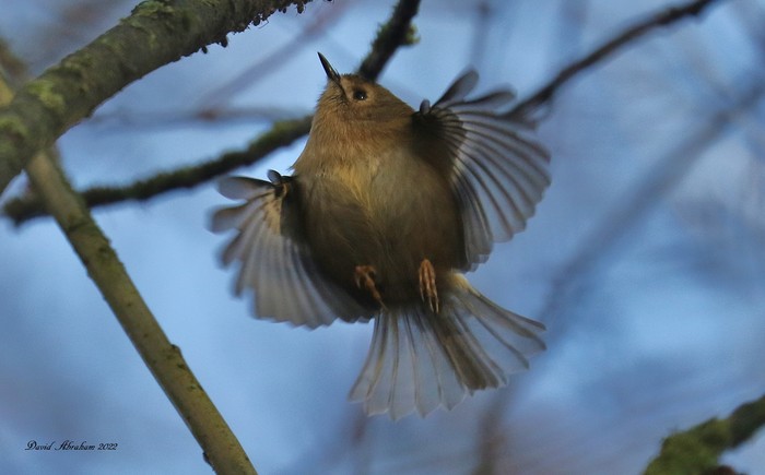 Goldcrest 