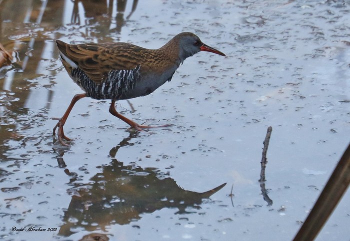Water Rail 