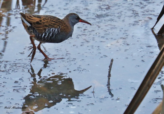 Water Rail 